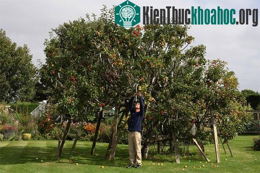 250 giống táo cùng phát triển trên một cây
