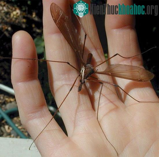 Các loài muỗi "kinh dị" không thèm hút máu người