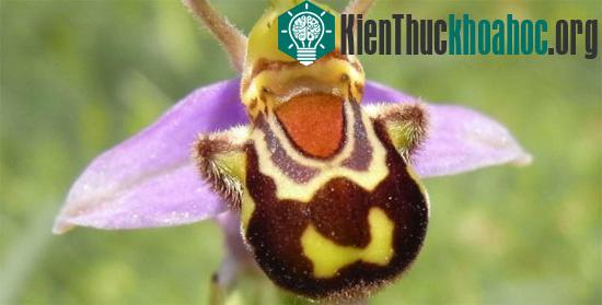 6 loài hoa giống động vật một cách kì lạ