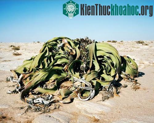 Những sinh vật cổ xưa nhất trên trái đất còn tồn tại ngày nay- ảnh 2