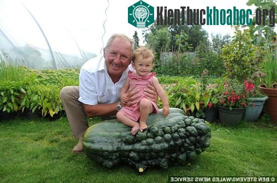 Phát hiện quả bí ngô "khủng" nhất thế giới