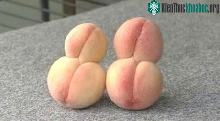 Hai quả đào kép đột biến hình số 8. (Ảnh: Imgur)