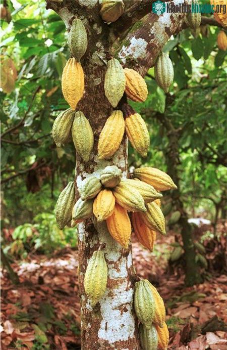 Quả ca cao mọc dọc theo thân cây