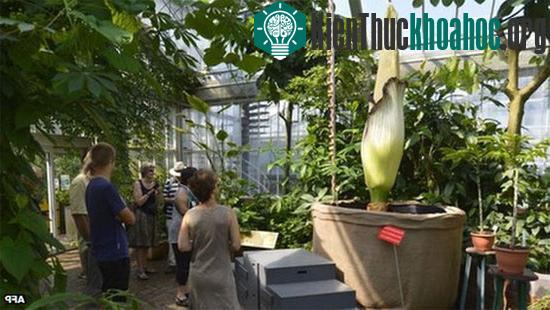 Du khách xem hoa Titan Arum đã nở cao 2,44m trong ngày 9/7 - (Ảnh: AP)