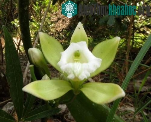 Vẻ đẹp lan vani ở Khánh Hòa