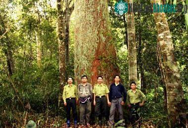 Cây pơmu