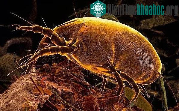 Mạt bụi có kích thước rất nhỏ - khoảng 0,3mm.