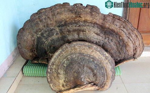 Hai cây nấm đang ở tại nhà ông Toàn.