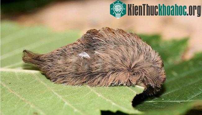 Các loài côn trùng nguy hiểm nhất thế giới