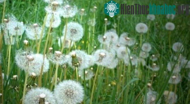 Những điều thú vị về các loài hoa
