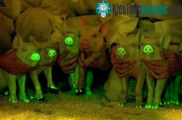 Heo và những ứng dụng trong y - sinh học