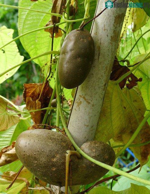 Khoai tây dây leo không ra củ mà... mọc thành trái