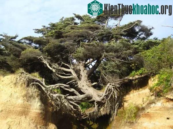 Người ta không biết cây đời bao nhiêu tuổi, cũng không biết nó đã treo mình trên vách đó từ bao giờ, chỉ biết nó đã gắn liền với cuộc sống của Kalaloch cũng như của nhiều người dân khác. (Ảnh: Amus...