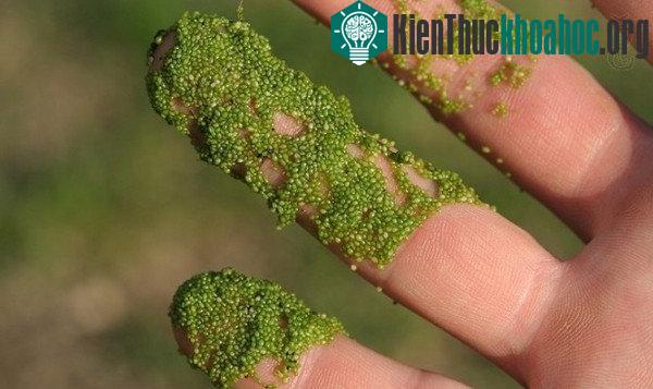 Những loài thực vật độc đáo trên trái đất ảnh 1