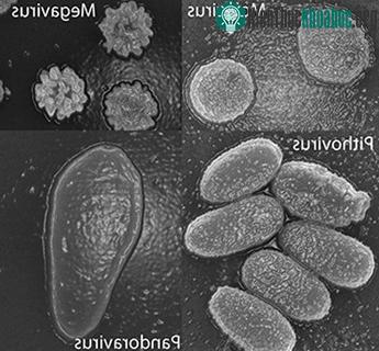 4 loại virus khổng lồ tiền sử được tìm thấy từ năm 2003. (Ảnh: AMU).