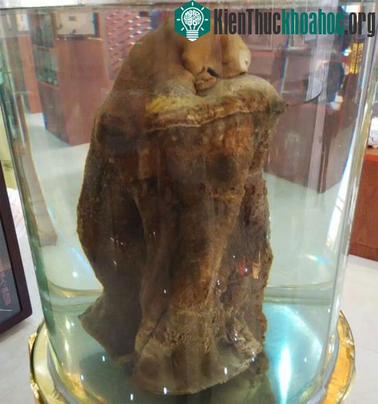 Cây linh chi trong viện bảo tàng ở Vũ Hán. (Ảnh: Sohu).