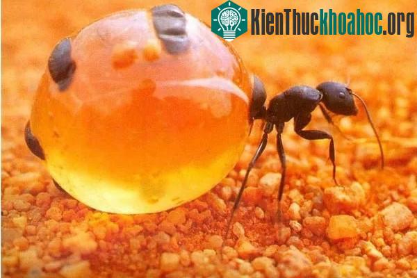 Cận cảnh loài kiến sở hữu "bụng bia" cực bự