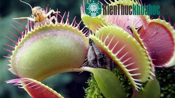 Cây ăn thịt hoạt động ra sao?