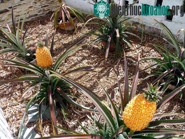 10 loại quả siêu đắt trên thế giới ảnh 1