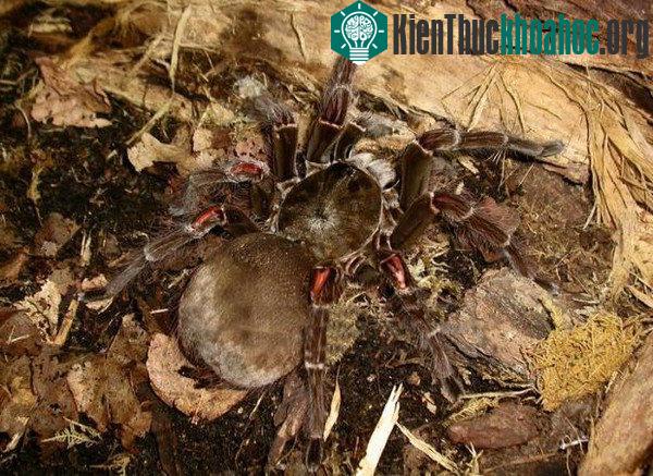 Nhện ăn chim khổng lồ với vẻ ngoài đáng sợ