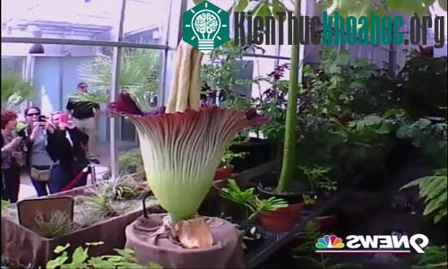 Hoa xác thối nở ở Mỹ. (Ảnh: 9news)