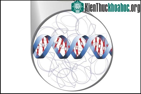 Thử nghiệm thành công cấy ghép gene người trên nấm men