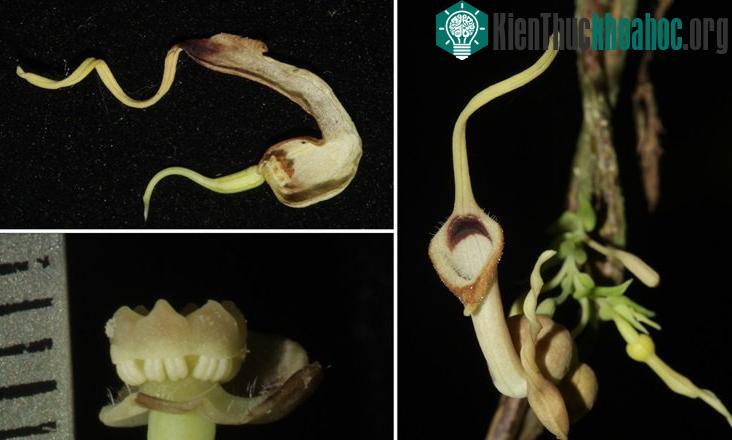 Đặc điểm hình thái của Phòng kỷ Nam Bộ, Aristolochia cochinchinensis Do