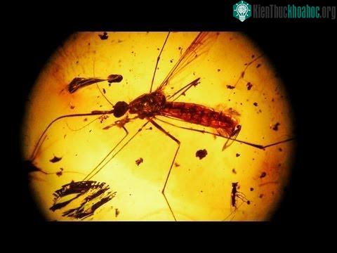 ADN không thể tồn tại quá lâu, do đó việc tìm ra ADN từ các hóa thạch này là điều rất khó khăn.