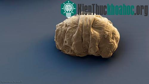 Khả năng bất diệt của sinh vật có từ 500 triệu năm trước