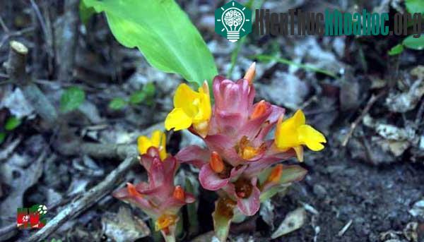 Nghệ sa huỳnh Curcuma sahuynhensis – (Ảnh: Lý Ngọc Sâm)