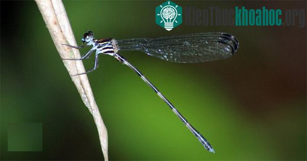 Chuồn chuồn - Devadatta cyanocephala - (Hình: Phan Quốc Toản)