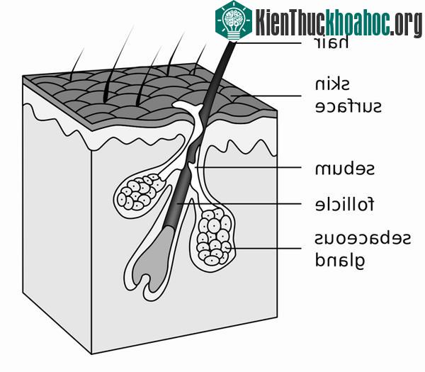 D. brevis sống trong các tuyến nhờn (sebaceious gland) của con người