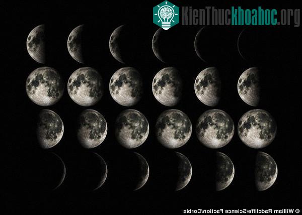 Loài hoa này sống dựa vào chu kỳ tròn - khuyết của Mặt trăng