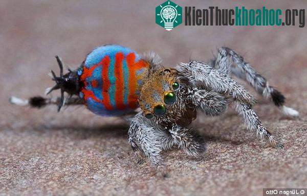 Vũ công nhện Sparklemuffin