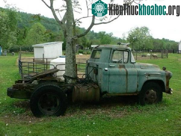 Một cái cây ở bang Virginia mộc xuyên qua xe tải và phát triển bình thường. (Ảnh: Jkmscott)