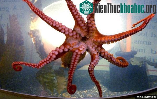 Nấm Ngón tay quỷ có hình dáng giống bạch tuộc (Ảnh minh họa).