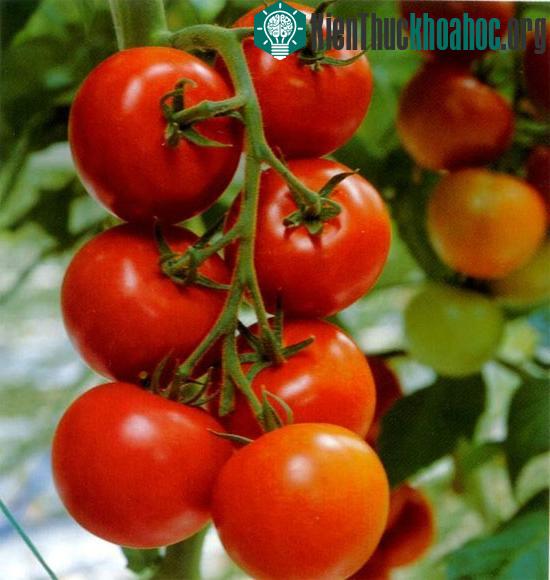 Cà chua từng bị hiểu lầm là quả có độc