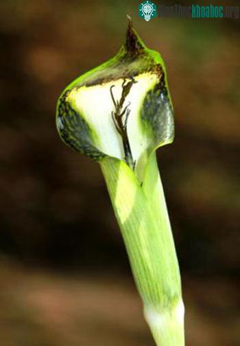 Bông mo của loài Arisaema chauvanminhii. (Ảnh: Lưu Hồng Trường/VAST)