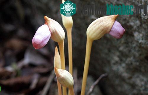 Tai đất Aeginetia pedunculata. (Ảnh: Phùng Mỹ Trung)