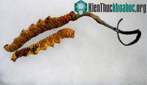 Điều chưa biết về loài "sâu-cỏ" giá bạc tỷ