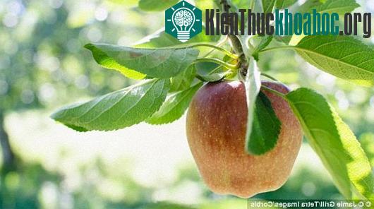 Ông Davis đang xúc tiến dự án mã hóa thông tin của bách khoa toàn thư trực tuyến để đưa vào ADN của "trái cấm" hiện đại. (Ảnh: Corbis)
