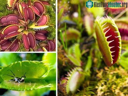 Những loài thực vật kỳ lạ nhất thế giới