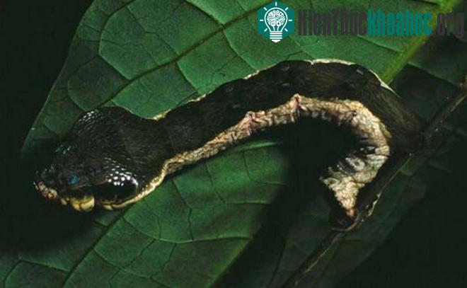 Ở dạng ấu trùng, Hemeroplanes có thể phát triển và mở rộng các phần cơ thể, đặc biệt là phần thân trước, khiến chúng có hình dáng như một con rắn nhỏ. (Ảnh:&nbsp;Odditycentral)