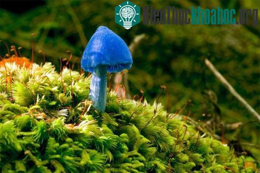 Nấm Entoloma hochstetteri