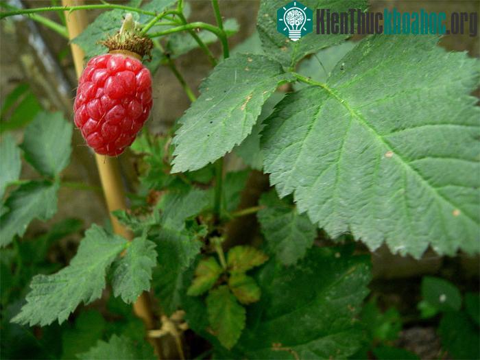 Tayberry, một loại quả lai giữa quả mâm xôi đen và dâu rừng. Tayberry được đặt tên theo sông Tay ở Scotland. Loại quả này có kích thước lớn hơn, vị ngọt chua và dùng để làm mứt.