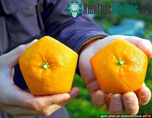 Kỳ lạ những quả cam hình ngũ giác có một không hai