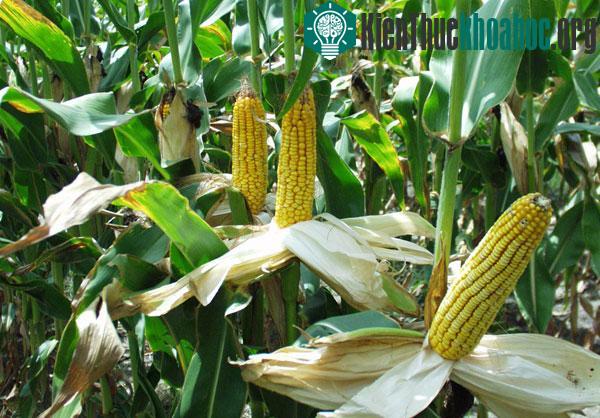 Những loài sâu đục rễ kháng ngô biến đổi gene đang đe dọa làm giảm năng suất thu hoạch của nông dân.