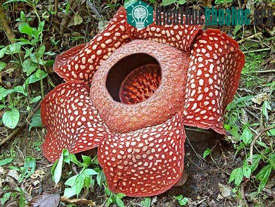 Hoa Lily xác chết