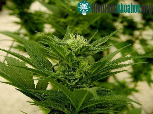 Phát triển giống cây cần sa mới ít gây nghiện