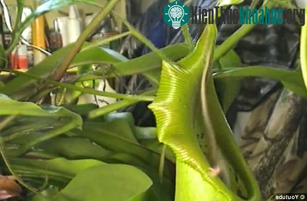 Kinh dị cây ăn thịt chuột ảnh 1